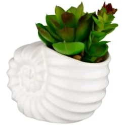B&M Scandi Shore Small Shell Succulent -Home Furnishings Store 380110 small shell succulent 3