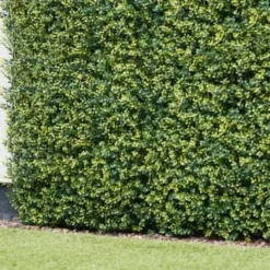 Bloom Buxus Artificial Hedge Screening 4pk